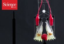 New robot ‘muscles’ are strong enough to lift a baseball—and nimble enough to pluck a raspberry
