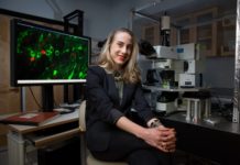 Seeking materials that match the brain