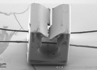 Nanoscribe’s Photonic Professional GT 3D Printer Put to Use in Life Sciences Studies on 3D Printed Micro-Objects