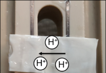 Flexible Medical Devices Were Inspired by Squid Ring Teeth