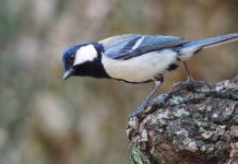 Visualizing danger from songbird warning calls