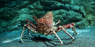 Crab shells and trees could replace flexible plastic packaging