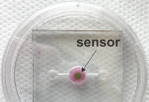 Biosensor allows real-time oxygen monitoring for ‘organs-on-a-chip’