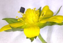 Novel process to 3D print one of the strongest materials on Earth
