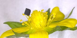 Novel process to 3D print one of the strongest materials on Earth