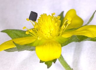 Novel process to 3D print one of the strongest materials on Earth