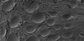 New polymer tackles PFAS pollution