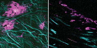 Hidden Nanostructures in Cells and Tissues