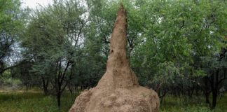 Mimicking Termites to Generate New Materials
