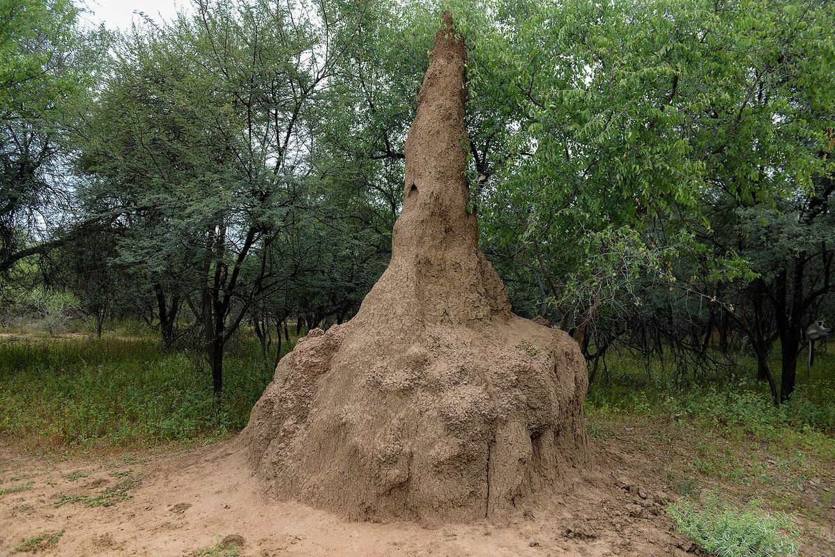 Mimicking Termites to Generate New Materials PlasticStar