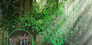 Achieving High Thermal Conductivity in Plant Fiber Materials