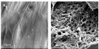 Fungi Makes Meal of Hard to Recycle Plastic