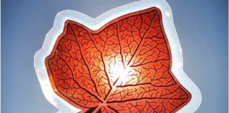 New Stable Organic Solar Cells that Enable Renewable Energy