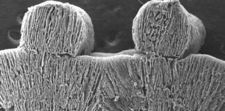 Spongy material and the sun’s power remove salt from seawater spongy-material-a-scaled