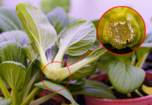 A new technology for extending the shelf life of produce A new technology for extending the shelf life of produce